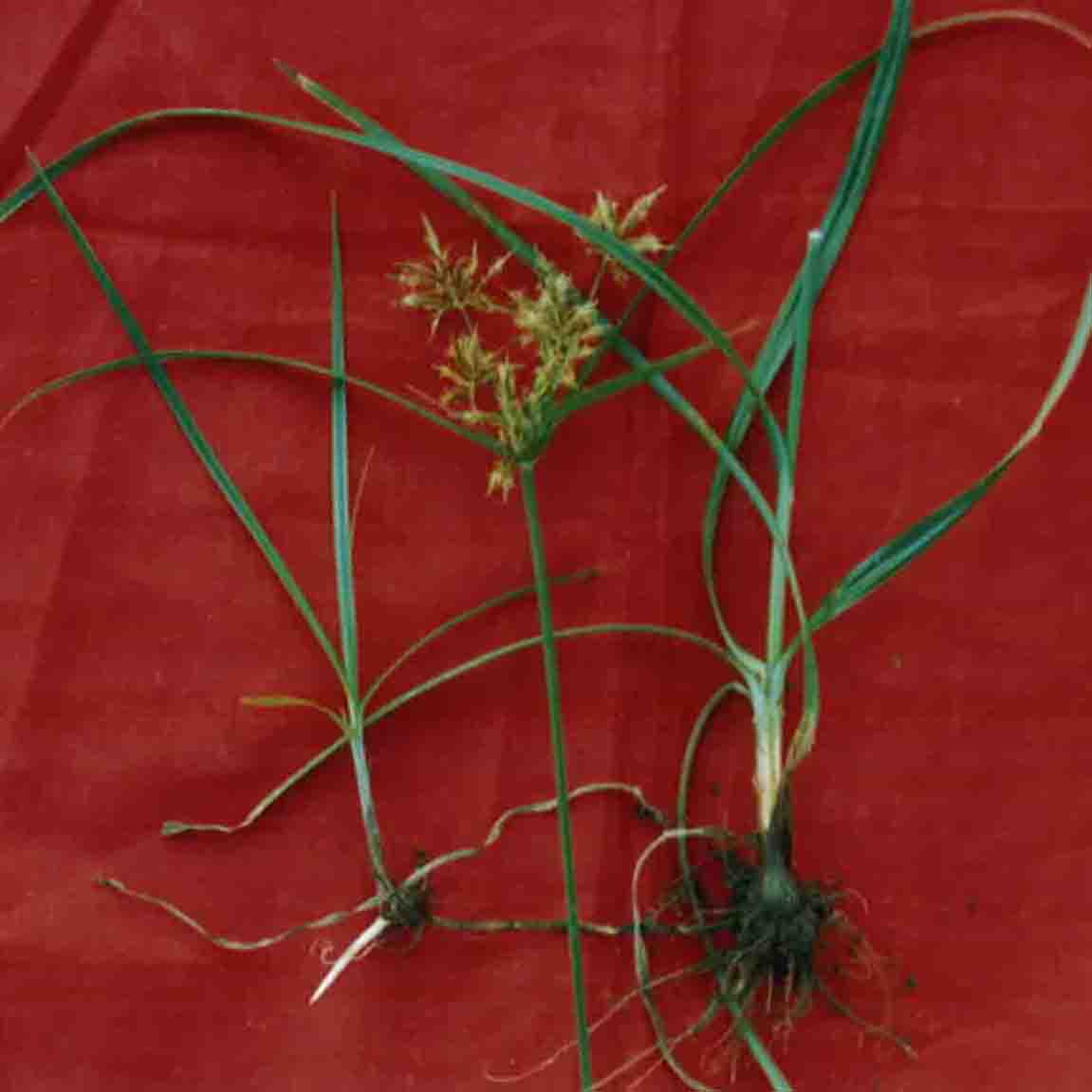 Cyperus rotundus